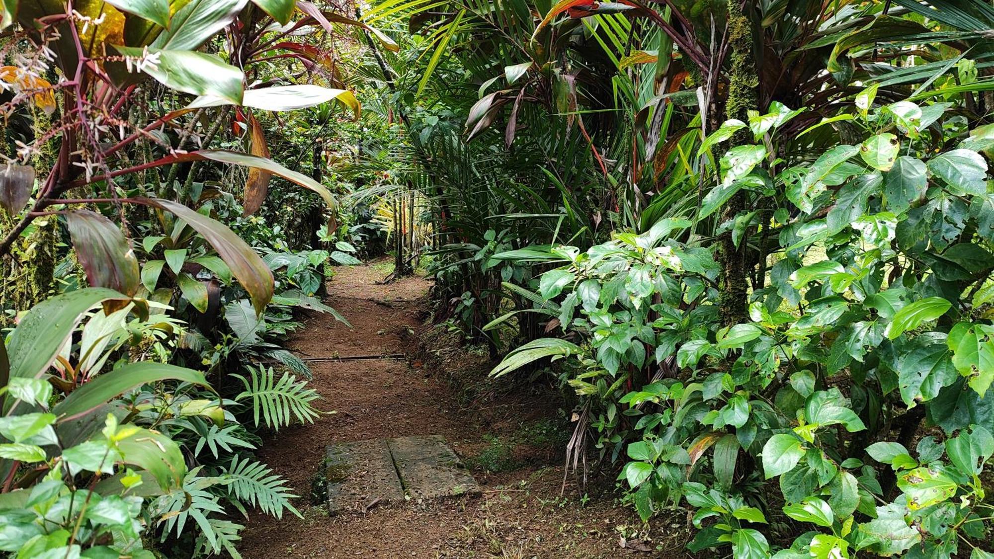 Rio Celeste Nature View Upala Exterior foto