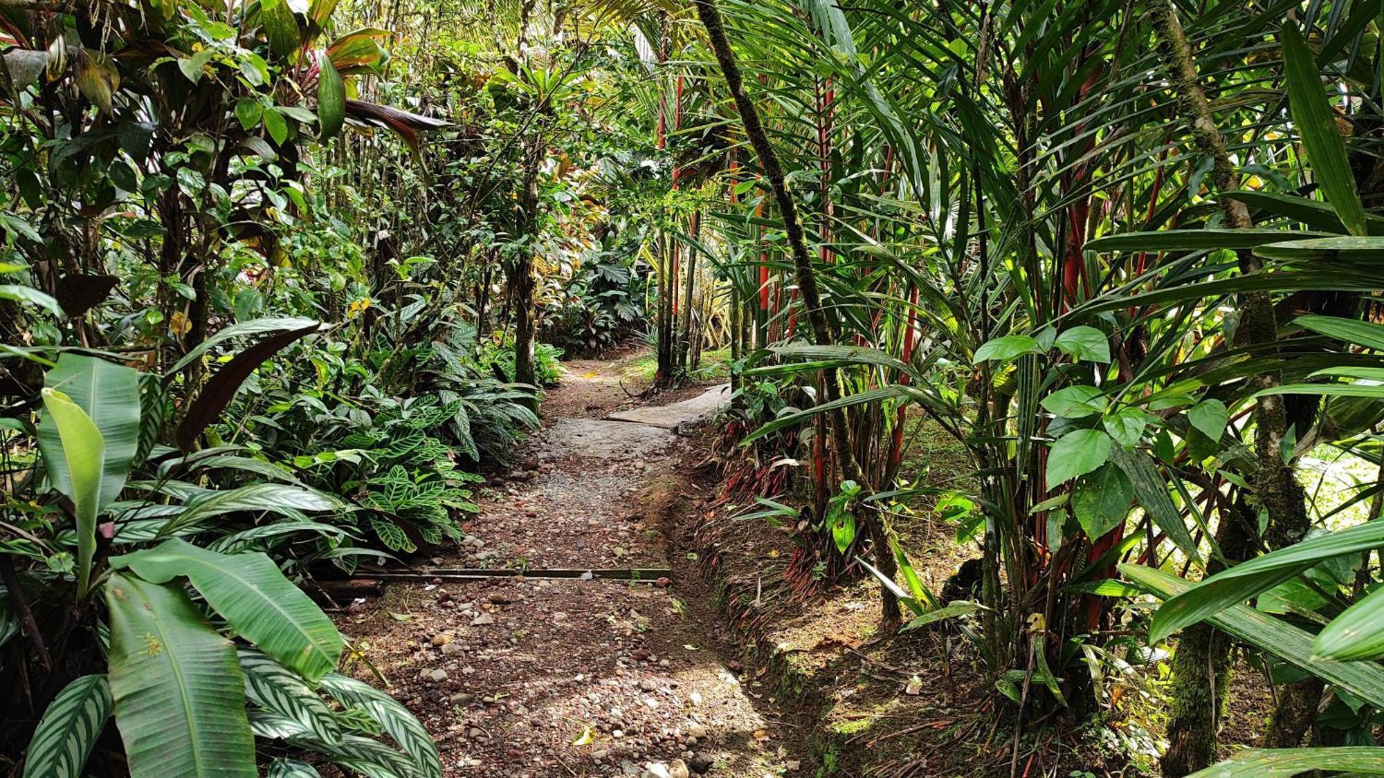 Rio Celeste Nature View Upala Zimmer foto
